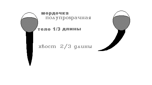 бактерия.GIF