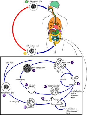Blastocystis_LifeCycle.gif