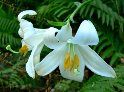 800px-Lilium_candidum_1.jpg