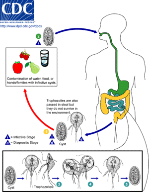 Giardia_LifeCycle.gif