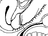 004447.gif