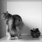 котик.jpg
