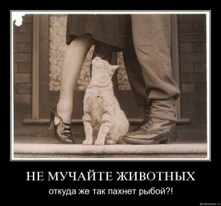 рыба.jpg