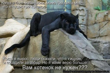 котенок.jpg