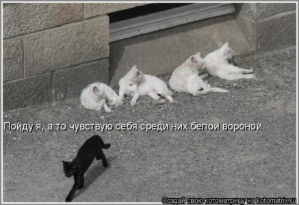 белый.jpg