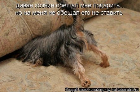 собака.jpg