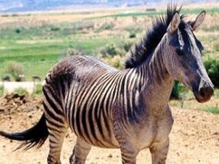 Zebroid.jpg