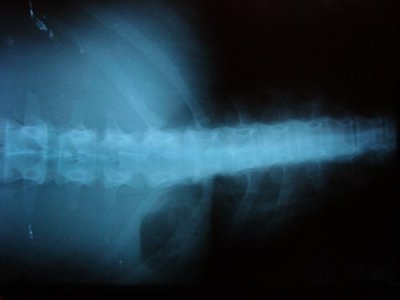 2007_10_25Spine-vi.jpg