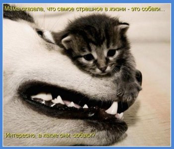 собачка.jpg