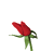 rose.gif