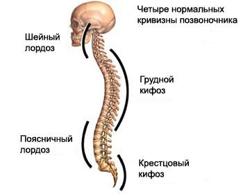 skolioz2.jpg