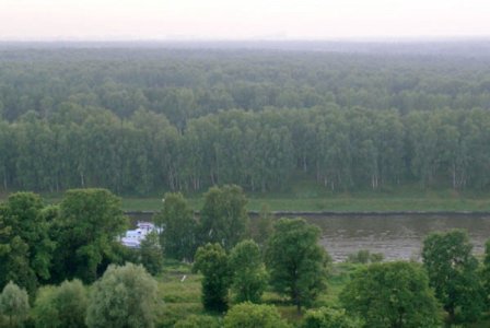 Химкинский лес.jpg
