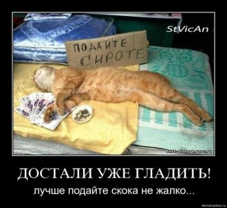 кот.jpg