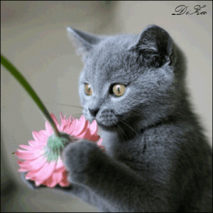 72028451971709.gif