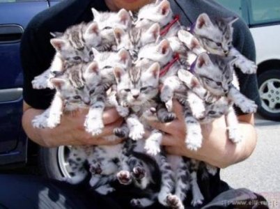 коты.jpg