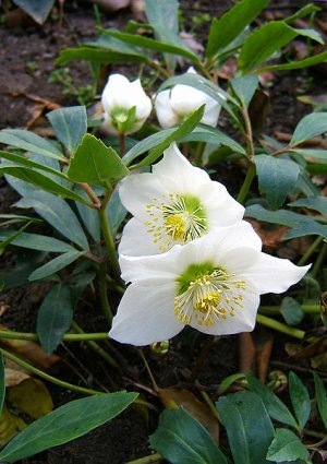 jap_Helleborus_niger09.jpg jap_Helleborus_niger09.jpg