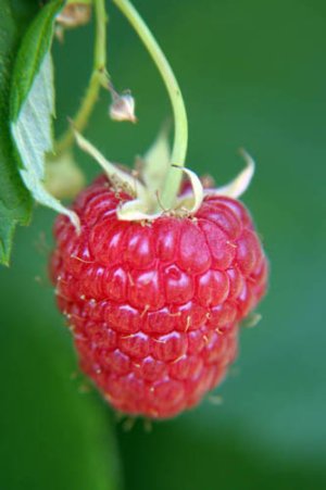 07_9951%20Raspberry.jpg