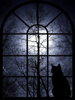 КошкЯ.jpg