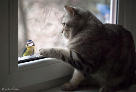 кошечка.jpg