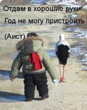 аист.jpg