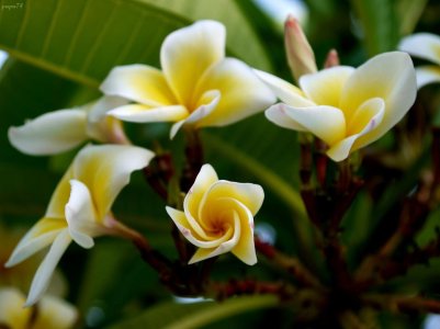 Frangipani.jpg