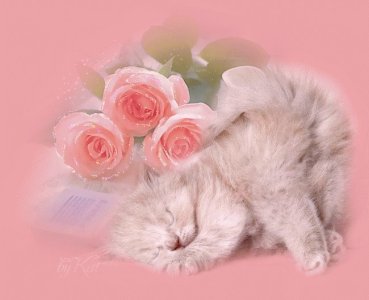 Кошечка.jpg