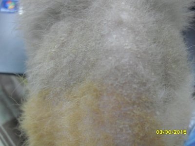 SDC16408.JPG