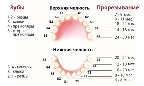 прорезывание.jpg