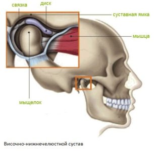 Височно-нижнечелюстной сустав.jpg