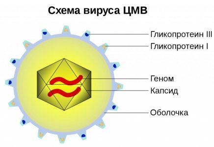 Цитомегаловирус.jpg