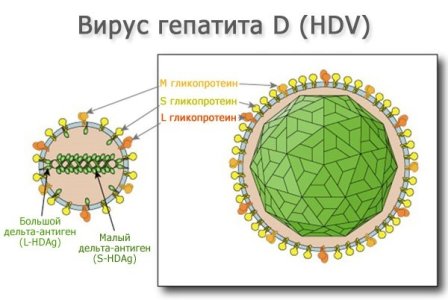 Гепатит Д.jpg