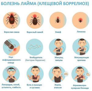 Болезнь Лайма.jpg