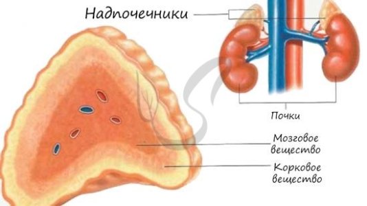 Заболевания надпочечников.jpg