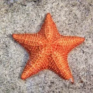 МаргоНЕрин