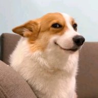 Пушистик корги