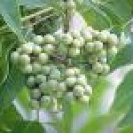 Бархат амурский