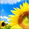nedug112060
