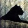 BLACK PANTHERS