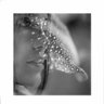 Liliit