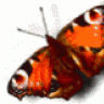 nedug64454