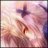 nedug120795