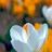 nedug126809