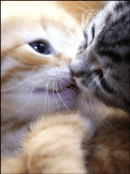 pet.jpg