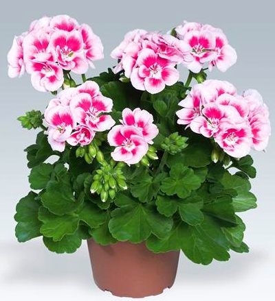 Flower%20Fairy%20White%20Splash.jpg