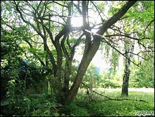 090624075205_botanical2_226.jpg
