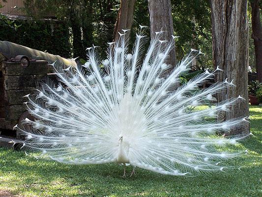 Albino_Peacock_by_modestfashionqueen.jpg