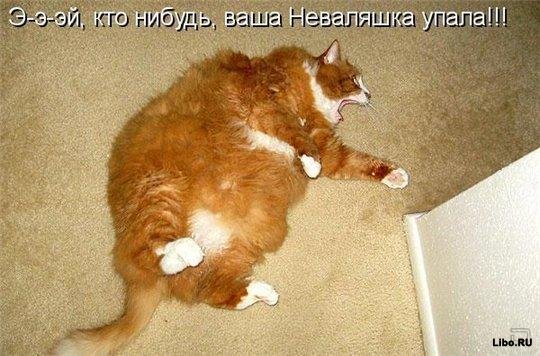 1255672085_1255610057-fotoprikoly-s-zhivotnymi-47.jpg