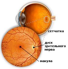 retina-normal.jpg
