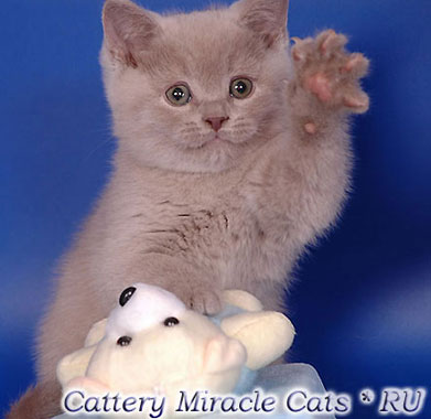 nov-Dgessakittens36.jpg