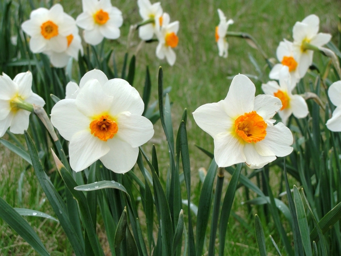 79151982_4136529_narcissus_06_1_.jpg